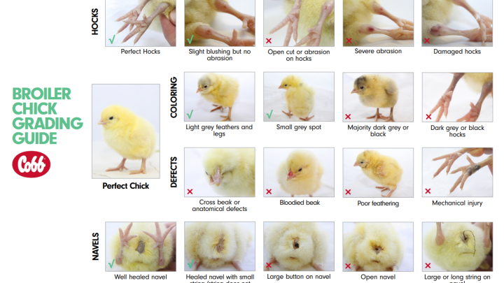 2024 Chick grading guide
