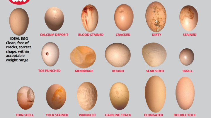 2025 Hatching Egg selection