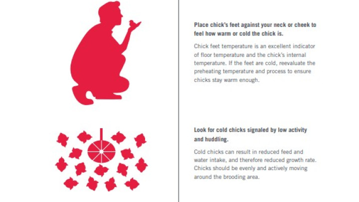 COBB Infographic Chick check 011718