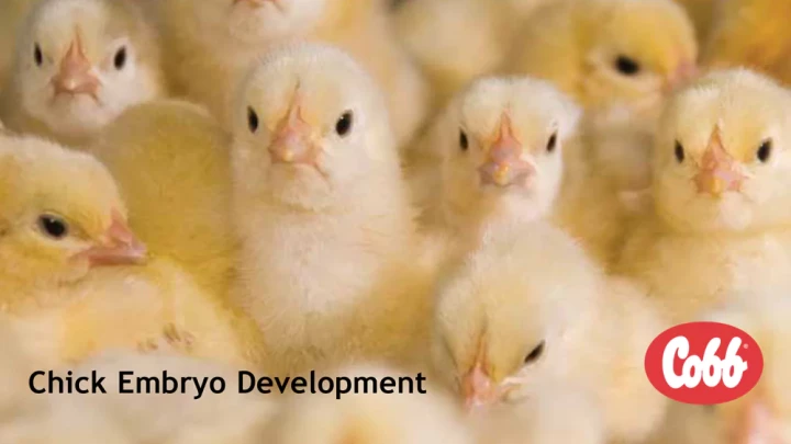 embryoflipchart