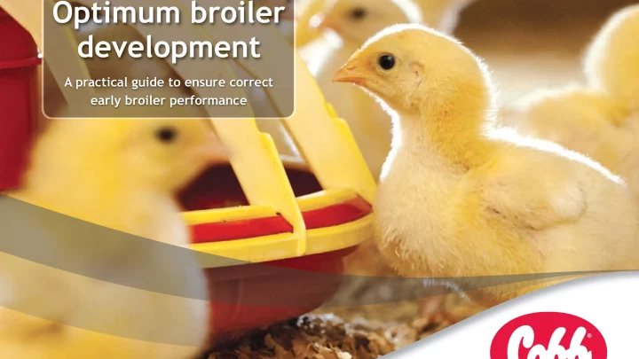 optimum broiler development
