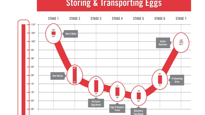 Egg Temp Chart