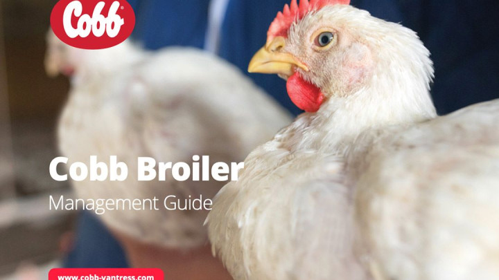 cobb broiler management guide